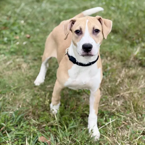 Adalyn, Mixed Breed (Large)
