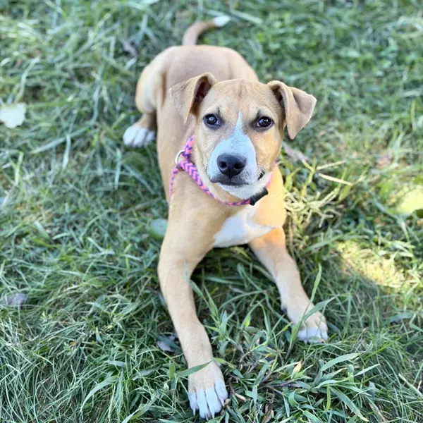 Arty, Mixed Breed (Large)
