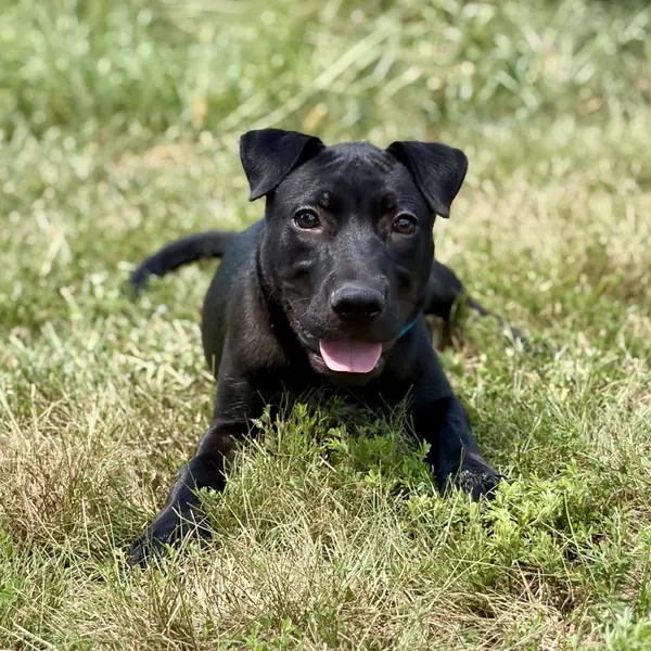 Chanel Pilar, Mixed Breed (Large)