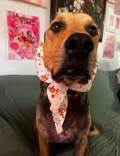 Lexi, Golden Retriever mix