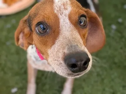 Dolly, Beagle mix