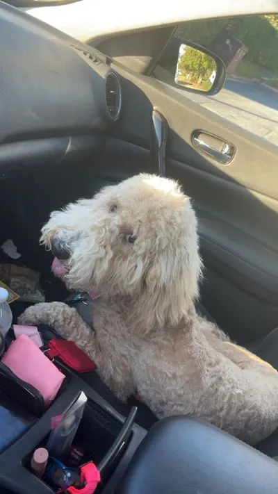 Winnie, Poodle - Standard mix