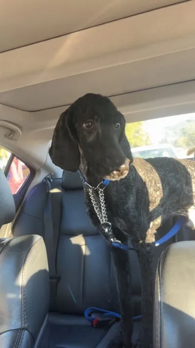 Yogi, Poodle - Standard mix