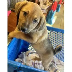 Copper, Golden Retriever German Shepherd Dog mix