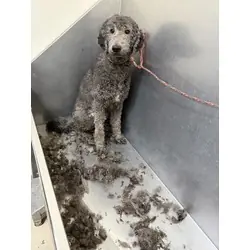 Bond, Poodle (Standard) mix