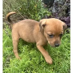 Mahogany, Boxer Beagle mix