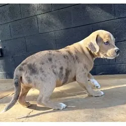 Fidget, Border Terrier Australian Shepherd mix