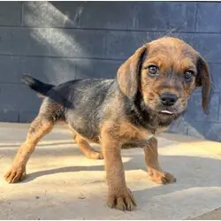 Squishee, Border Terrier Australian Shepherd mix