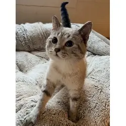 Shrimp, Siamese