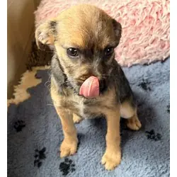 Smooshy, Border Terrier Australian Shepherd mix