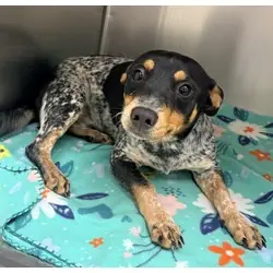 Chiller, Chihuahua Australian Cattle Dog mix