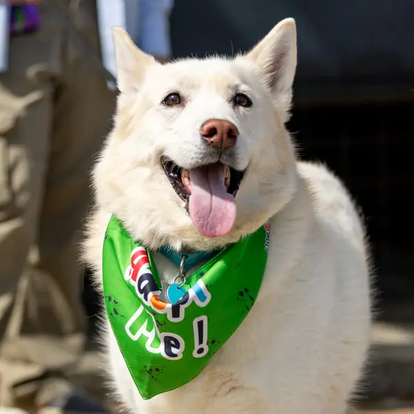 Ghost, Husky