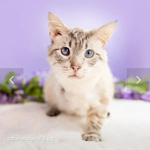 Arthur Murray, Domestic Shorthair and Siamese mix