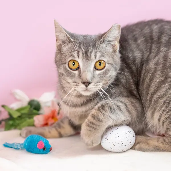 Palladium, Domestic Shorthair