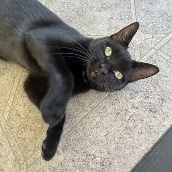 Laos, Domestic Shorthair