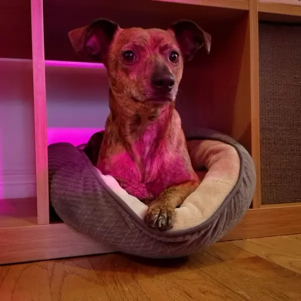Cheesesteak, Chihuahua and Dachshund mix