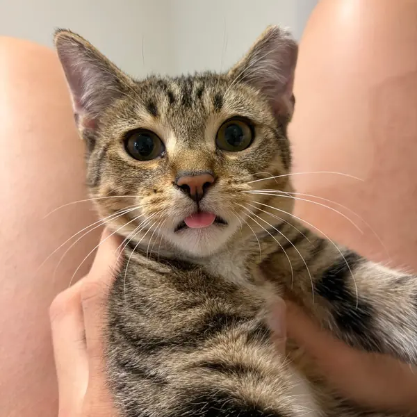 Xena, Domestic Shorthair