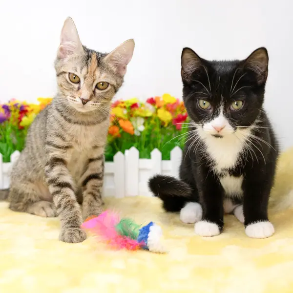 Leena, Domestic Shorthair and Domestic Shorthair mix