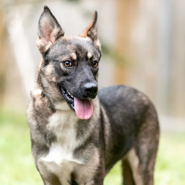 Sadie Shep, Shepherd