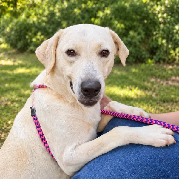 Izzie, Retriever, Yellow Labrador and Pyrenees, Great mix