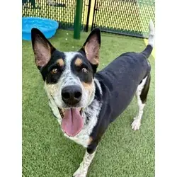 Dakota, American Pit Bull Terrier Australian Cattle Dog mix