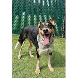 Sawyer, American Pit Bull Terrier Australian Cattle Dog mix