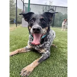 Sissy, Australian Cattle Dog