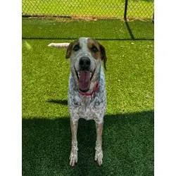 Cassidy, American Pit Bull Terrier Australian Cattle Dog mix