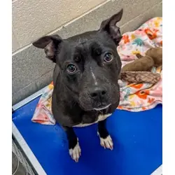 Cleo, American Pit Bull Terrier