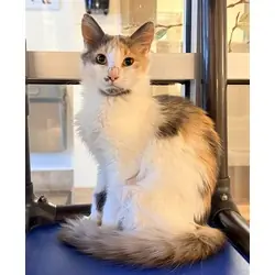Solana, Domestic Mediumhair