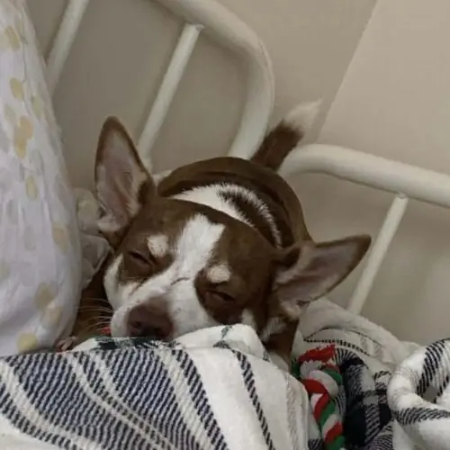 Frankie, Chihuahua