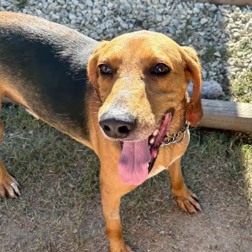 Holler, American Foxhound Hound and Hound mix