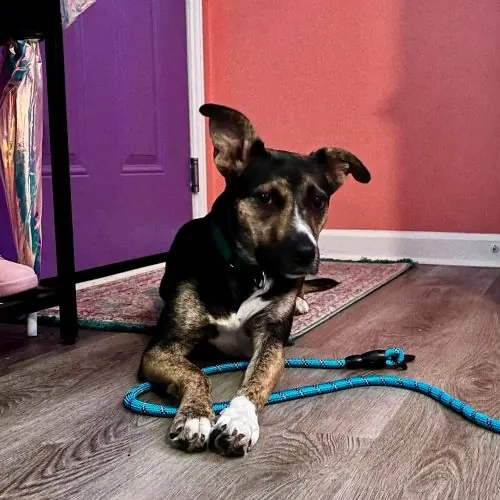 Jazzy, Shepherd