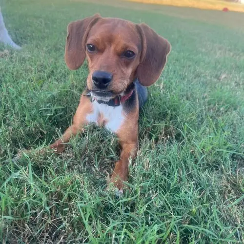 Louis, Beagle