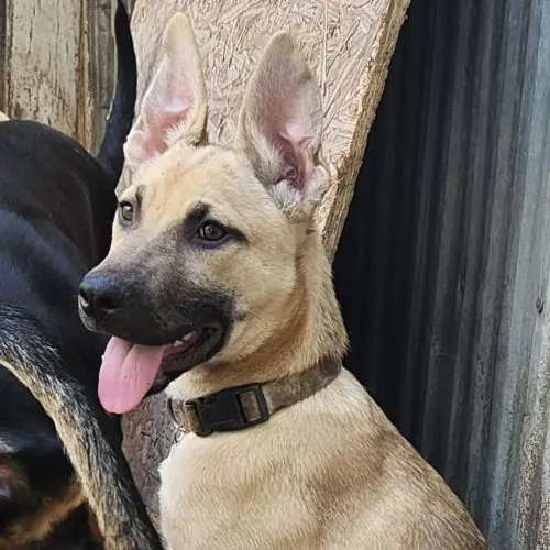 Luna, German Shepherd