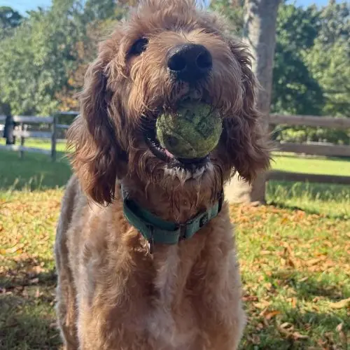 Mable, Goldendoodle and Poodle mix