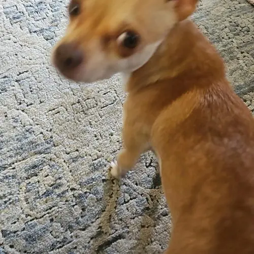 Oliver, Chihuahua