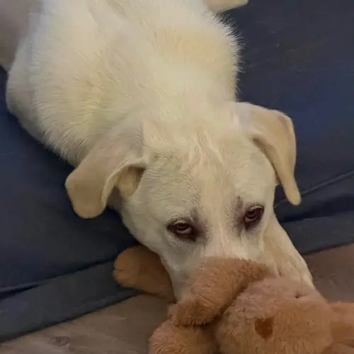 Pokey AKA Polly, Hound and Great Pyrenees mix