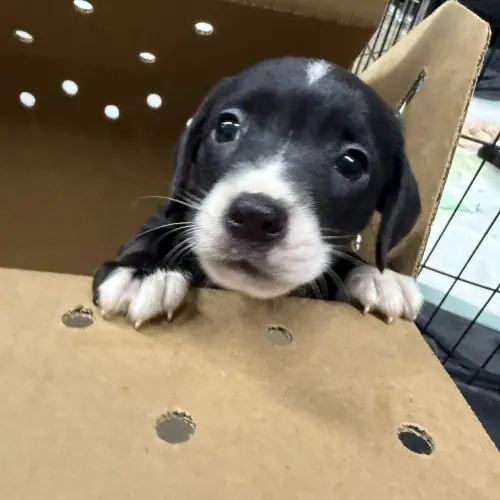 Puppy 2, Chihuahua