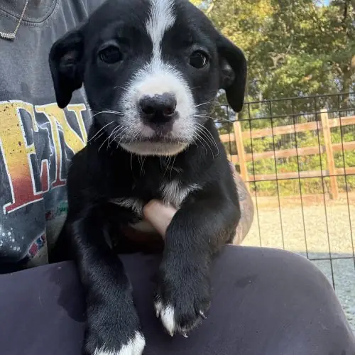 Puppy 3, Chihuahua