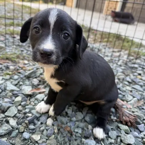 Puppy 4, Chihuahua