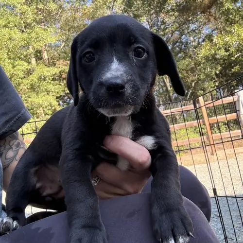 Puppy 5, Chihuahua