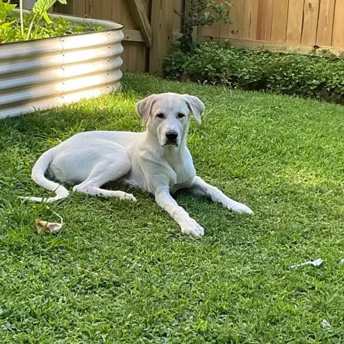 Kai, Hound and Great Pyrenees mix