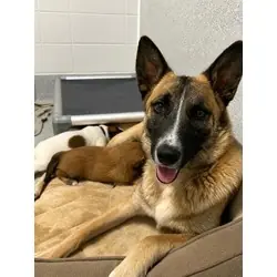 Zebra, Belgian Malinois Great Pyrenees mix