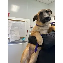 Achilles, Belgian Malinois Great Pyrenees mix