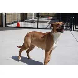 Sunflower, Golden Retriever American Pit Bull Terrier mix