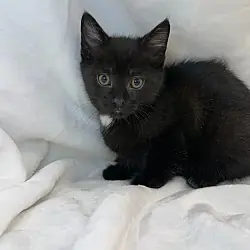 Doowop, Domestic Shorthair