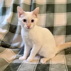 Achilles, Siamese
