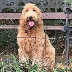 Cheyenne, Goldendoodle mix
