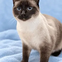 Selene, Siamese